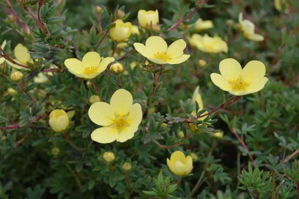 Potentilla fruticosa 'Goldfinger' 30-40 cm